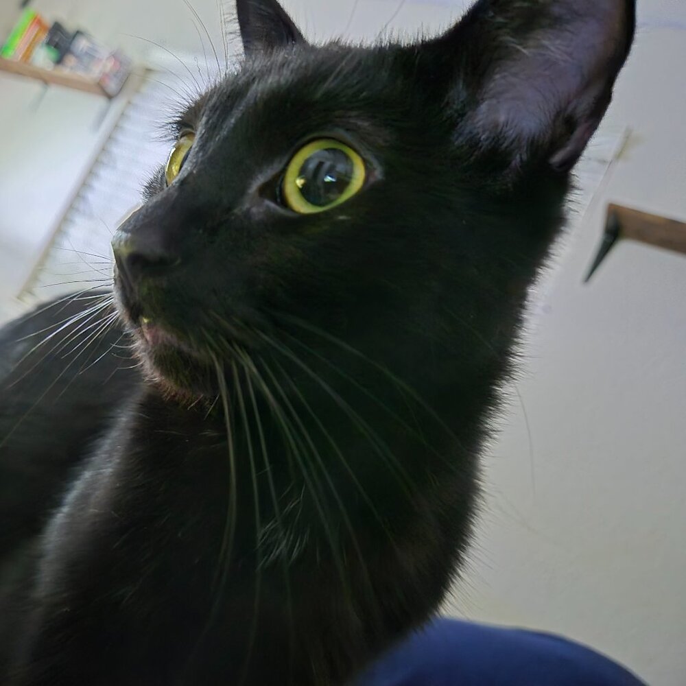 Meet your Posher, Randi